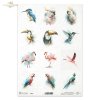 zimorodek, kakadu, tukan, koliber, akwarela, flaming, papuga, turako*kingfisher, cockatoo, toucan, hummingbird, watercolor, flamingo, parrot, turaco